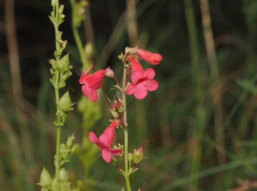 Penstemon wrightii, photograph 1