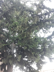 Cupressus