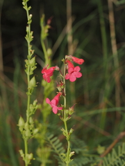 Penstemon wrightii, photograph (c) Joseph Aubert, some rights reserved (CC BY)
