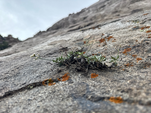 Bull Mountain buckwheat (Eriogonum cronquistii)