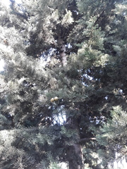 Cedrus atlantica
