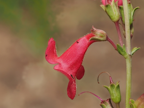 Penstemon wrightii, photograph 4