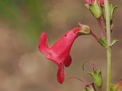 Penstemon wrightii, photograph (c) Joseph Aubert, some rights reserved (CC BY)