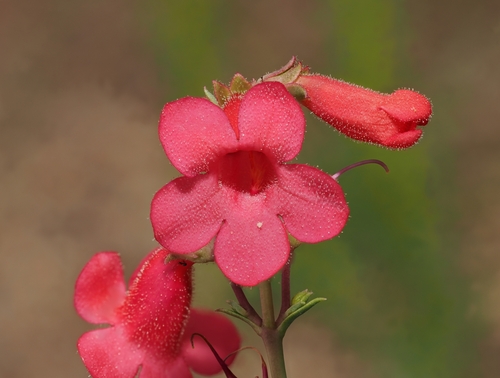 Penstemon wrightii, photograph 3