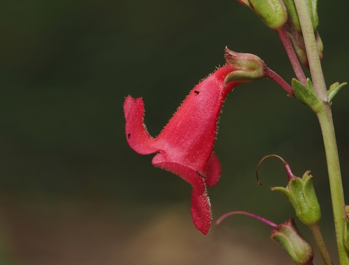 Penstemon wrightii, photograph 5