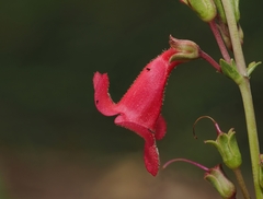 Penstemon wrightii, photograph (c) Joseph Aubert, some rights reserved (CC BY)