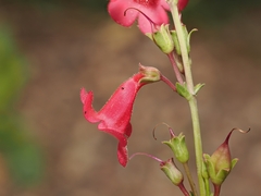 Penstemon wrightii, photograph (c) Joseph Aubert, some rights reserved (CC BY)