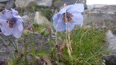 Meconopsis aculeata