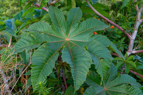 Ricinus communis