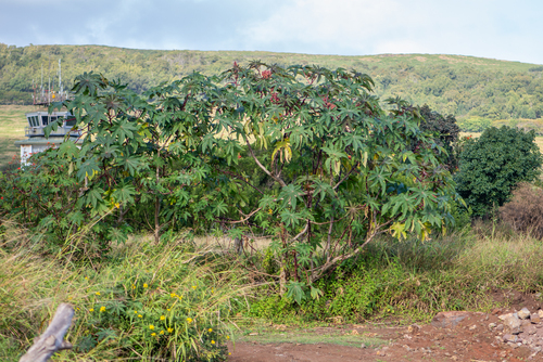 Ricinus communis