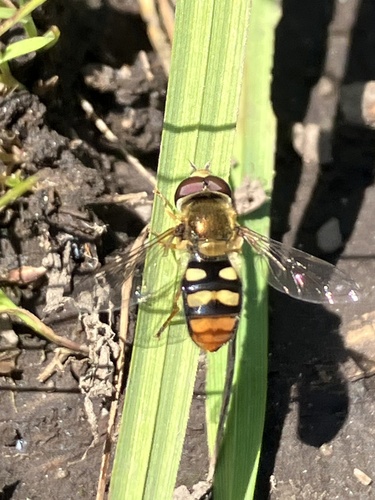 Unknown species found near Payette National Forest, New Meadows, ID, US