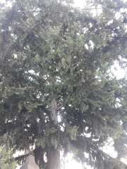 Cupressus