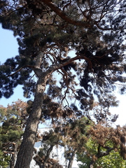 Pinus