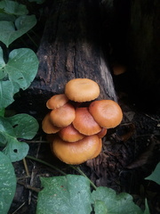 Fungi