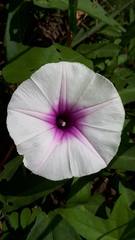 Ipomoea batatas
