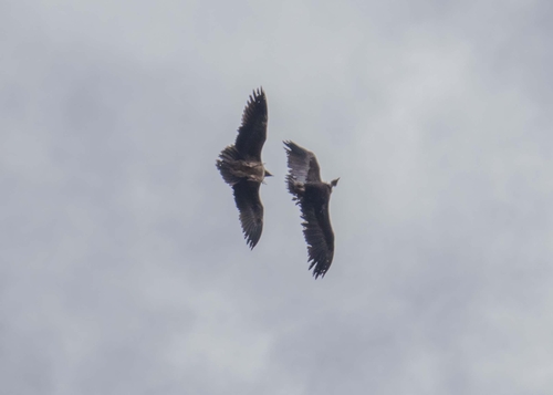 Eurasian Bearded Vulture