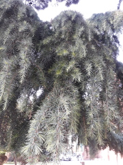 Cedrus deodara