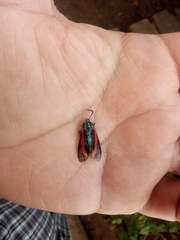 Cyanopepla bella