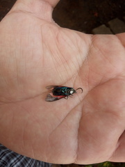 Cyanopepla bella
