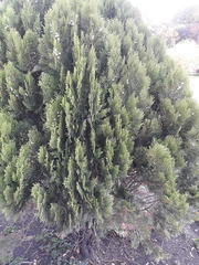 Platycladus orientalis