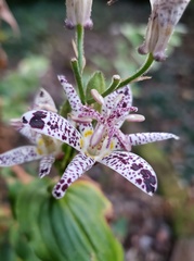 Tricyrtis