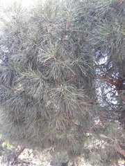 Pinus nigra