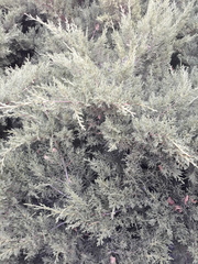 Juniperus scopulorum