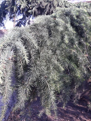 Cedrus deodara