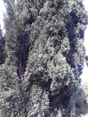 Cupressus sempervirens