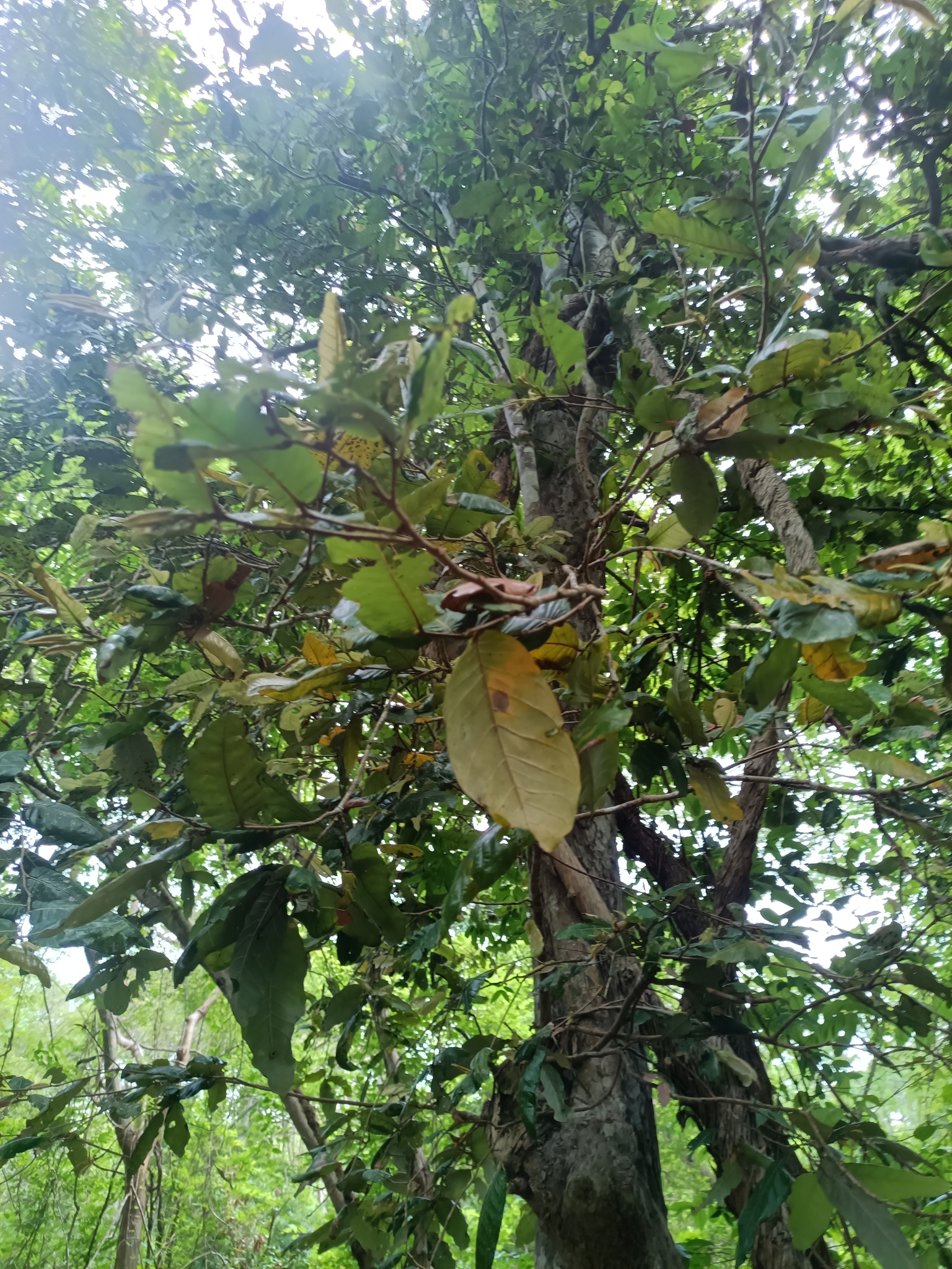 Imagem de Microdesmia arborea