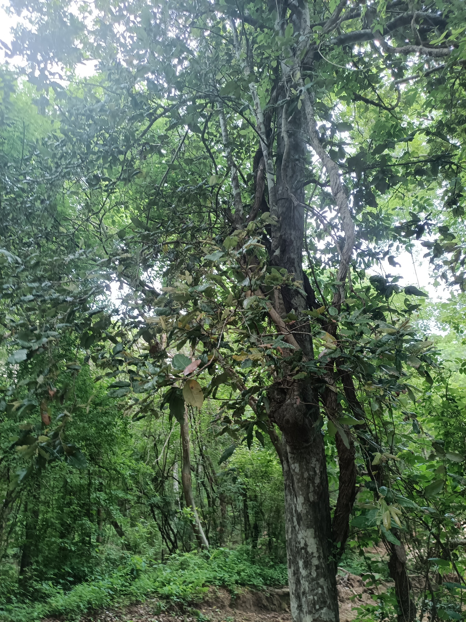 Imagem de Microdesmia arborea