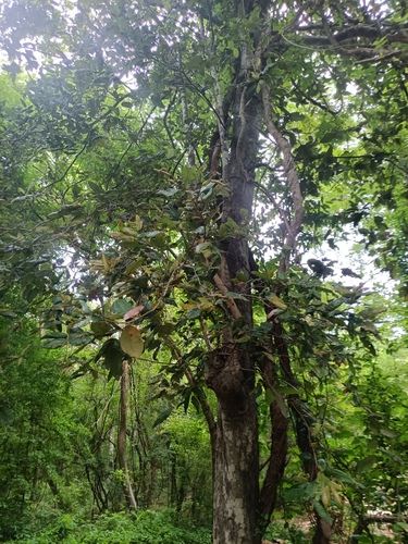 Foto de Microdesmia arborea