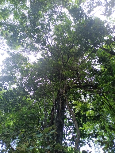 Foto de Microdesmia arborea