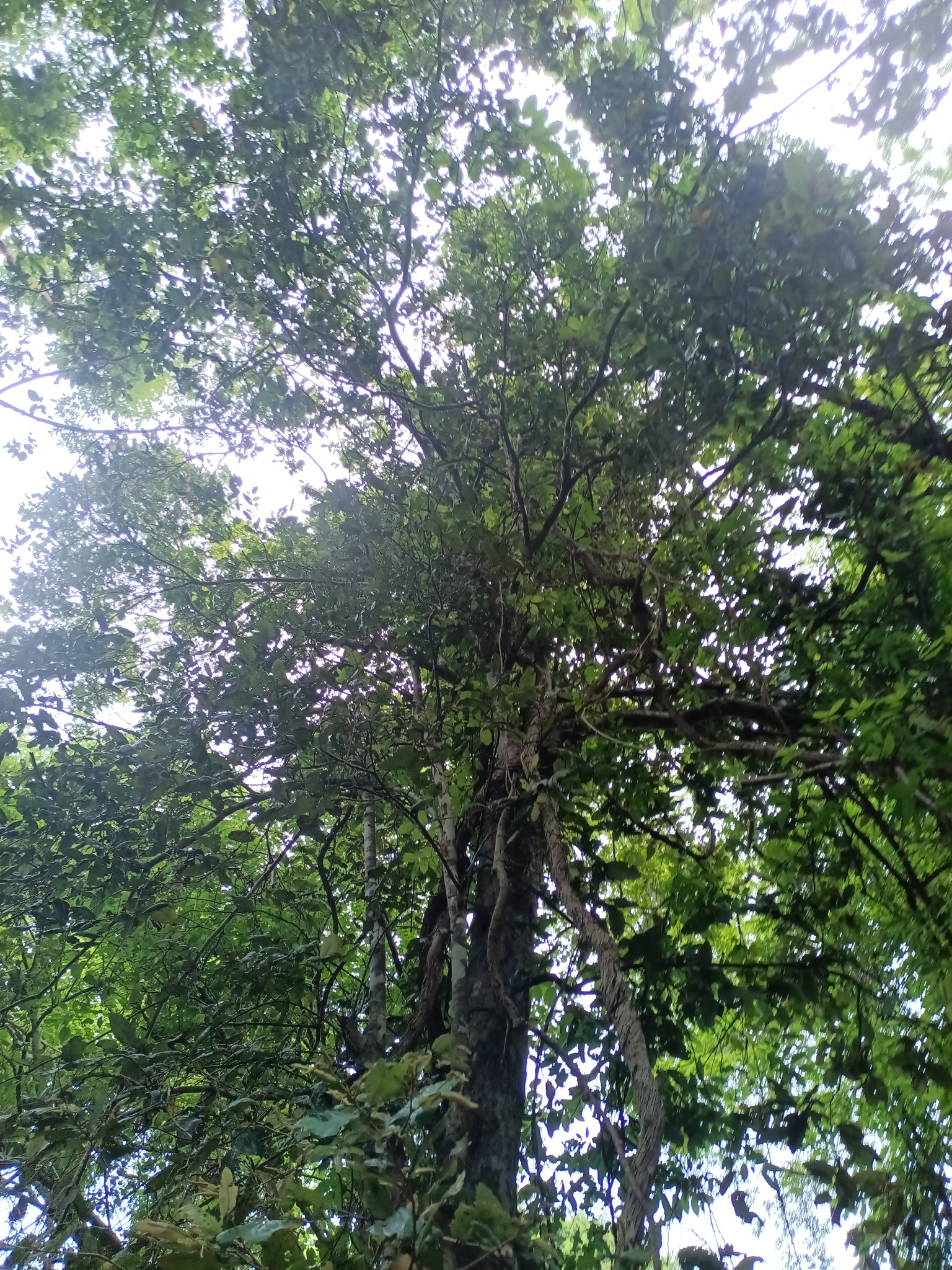 Imagem de Microdesmia arborea