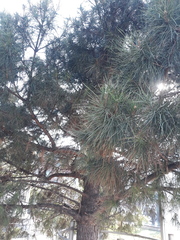 Pinus nigra
