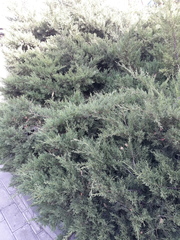 Juniperus scopulorum