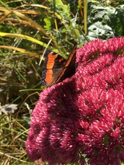 Aglais milberti viola