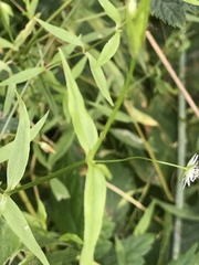 Stellaria calycantha