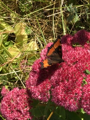 Aglais milberti viola