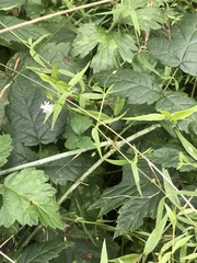 Stellaria calycantha