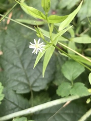 Stellaria calycantha