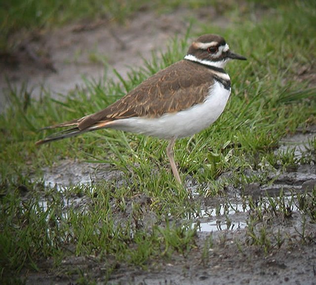 Killdeer from Isles of Scilly, UK on November 07, 2002 by Paul Bowyer ...