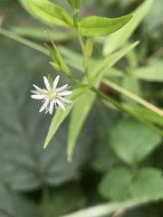 Stellaria calycantha