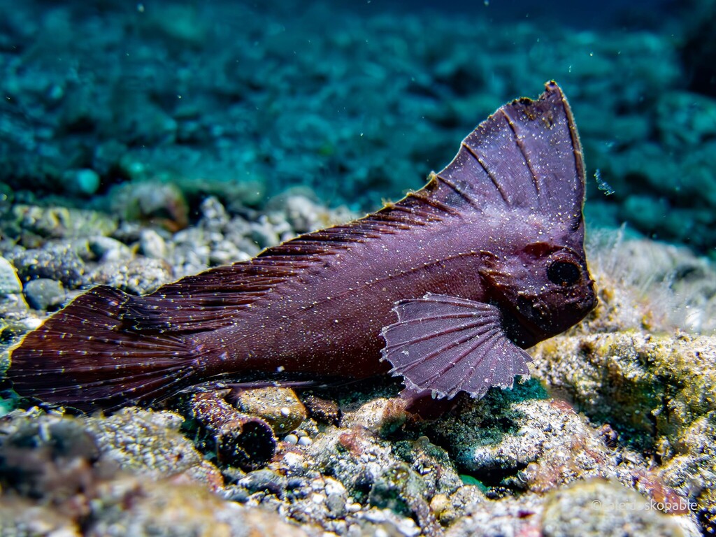 Spiny leaf-fish (Ablabys macracanthus) — Tetrarogidae