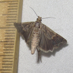 Prionapteryx indentella