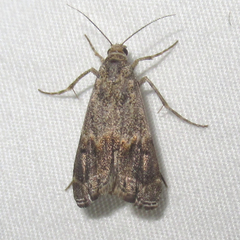 Prionapteryx indentella