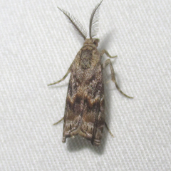 Prionapteryx indentella
