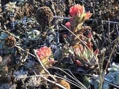 Castilleja latifolia