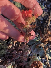 Castilleja latifolia