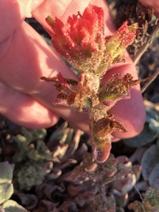 Castilleja latifolia